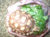 tortoise in bowl.JPG