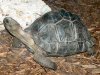 aldabra-tortoise.jpg