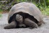 galapagos_tortoise.jpg
