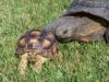 Tortoises032.jpg