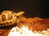 tortoise! 017.JPG