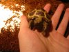 tortoise! 021.JPG