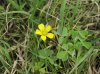 Oxalis dillenii habit1.jpg