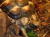 Marginated Tortoise.JPG