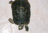 turtle top.jpg