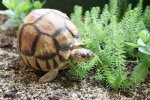 Ploughshare tortoise .jpg