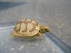 Golden Greek Tortoise01.jpg