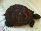 Tortoise #1.PNG