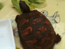 Tortoise #2.PNG