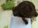 Tortoise #3.PNG