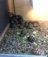 Many tortoises 1.JPG