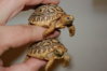 Baby Leopard Tortoises in hand.JPG