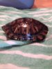 ImageUploadedByTortoise Forum1421019665.394360.jpg