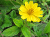 creeping oxeye.jpg