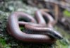 sharp_tailed_snake_image2.jpg