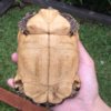 ImageUploadedByTortoise Forum1421296937.047497.jpg