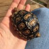 ImageUploadedByTortoise Forum1421382603.664536.jpg