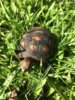 ImageUploadedByTortoise Forum1421782611.696311.jpg