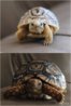 ImageUploadedByTortoise Forum1421885985.420060.jpg