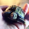 ImageUploadedByTortoise Forum1422118395.581463.jpg