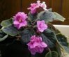 african violet.jpg