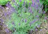 lavender closeup.jpg