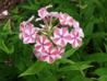 peppermint phlox.png