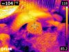 FLIR0055.jpg