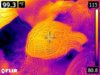 FLIR0071.jpg