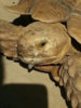 ImageUploadedByTortoise Forum1422705131.244680.jpg