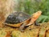 chinese box turtle.jpg