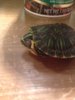 ImageUploadedByTortoise Forum1423016768.795403.jpg