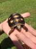 ImageUploadedByTortoise Forum1423017674.633380.jpg