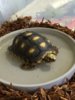 ImageUploadedByTortoise Forum1423017703.119558.jpg