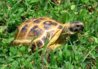 ImageUploadedByTortoise Forum1423056435.062687.jpg