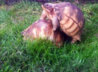 ImageUploadedByTortoise Forum1423264872.422997.jpg