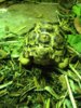 ImageUploadedByTortoise Forum1423267682.129565.jpg