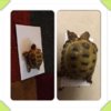 ImageUploadedByTortoise Forum1423410518.437306.jpg