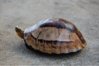 ImageUploadedByTortoise Forum1423621521.845332.jpg