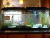 fish tank.jpg