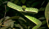 Reptiles-threatened-with--009.jpg