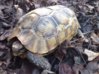 ImageUploadedByTortoise Forum1423971842.751482.jpg