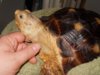 mavis neck pet under scratch.jpg