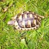 ImageUploadedByTortoise Forum1424124092.367132.jpg