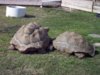 Aldabran tortoises 02-25-15.jpg