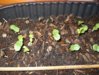 smaller hollyhock seedlings.jpg