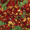 roulette coreopsis.jpg