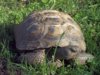 Desert Tortoise 4-23-12 b.jpg