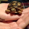 ImageUploadedByTortoise Forum1425106517.883165.jpg