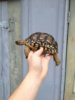 ImageUploadedByTortoise Forum1425439807.555886.jpg